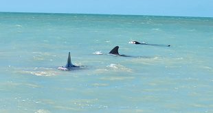 Recalan ballenas piloto en las playas de Celestún