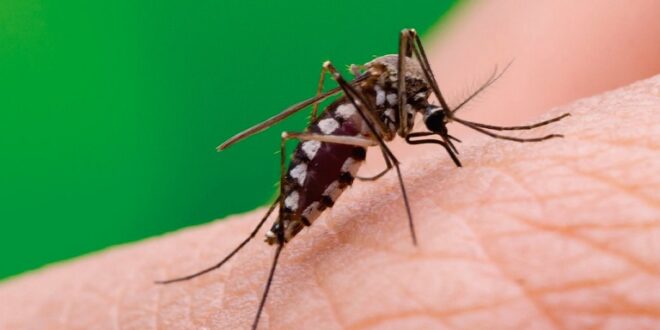 Implementan en Yucatán Proyecto Aedes aegypti-Wolbachia