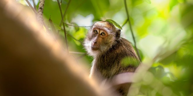 Hombre se contagia de mortal virus B por ataque de un mono; es el primer caso en humanos