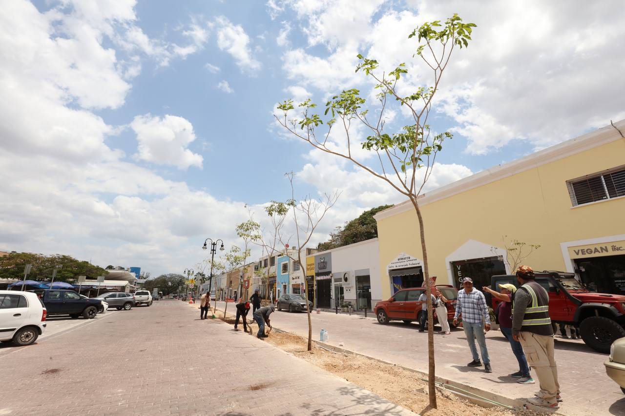 Continúan plantando maculís en el Corredor Turístico y Gastronómico