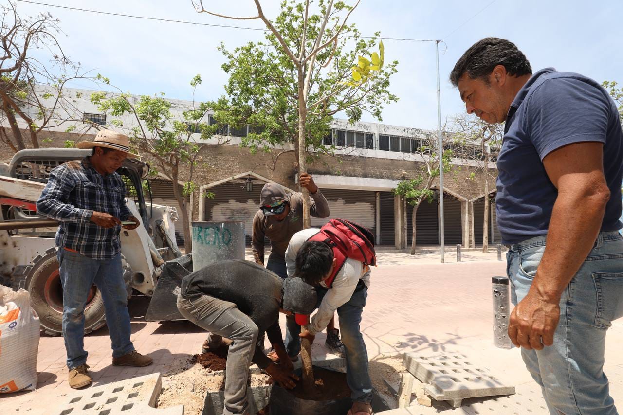 Gobierno del Estado comienza a plantar árboles en el Corredor Turístico y Gastronómico en el Centro Histórico