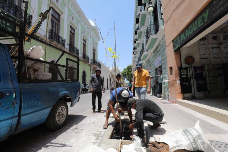 Avanza la plantación de árboles en el Corredor Turístico y Gastronómico en el Centro Histórico