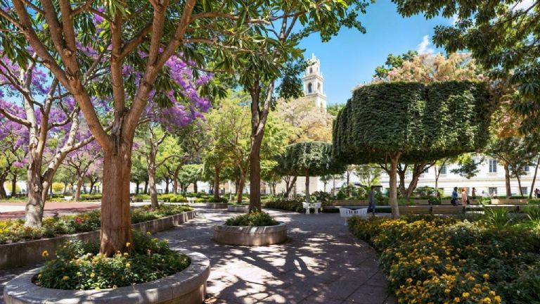 Estos serán los nuevos árboles que sembrarán en la Plaza Grande de Mérida