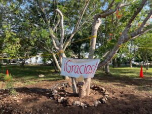 Ayuntamiento de Mérida y vecinos de Pinos del Norte rescatan flamboyán caído por lluvias