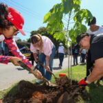 Ya son 100 los árboles protegidos con Valor Cultural y Patrimonial de Mérida: Cecilia Patrón.