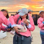 Gobierno del Estado refuerza protección del flamenco del Caribe con jornadas de anillamiento