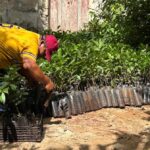 Renacimiento Verde impulsa recuperación de ecosistemas en el oriente de Yucatán