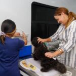 Ayuntamiento de Mérida fortalece el bienestar animal con campaña de esterilización para perros en situación de calle.