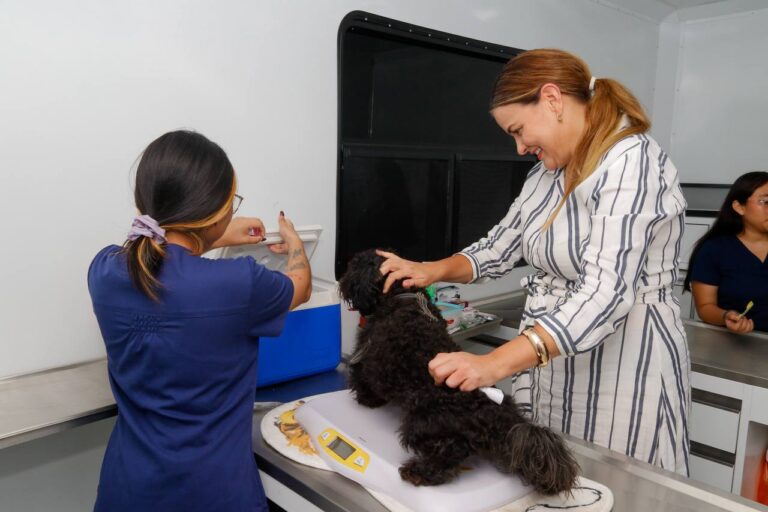 Ayuntamiento de Mérida fortalece el bienestar animal con campaña de esterilización para perros en situación de calle.