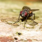 ¿Por qué decimos “por si las moscas”? La explicación higiénica y de prevención que viene de las bodegas medievales