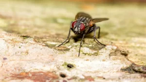 ¿Por qué decimos “por si las moscas”? La explicación higiénica y de prevención que viene de las bodegas medievales